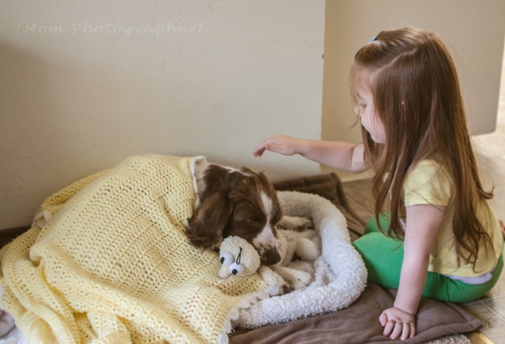 springer-spaniel-playing-with-kids